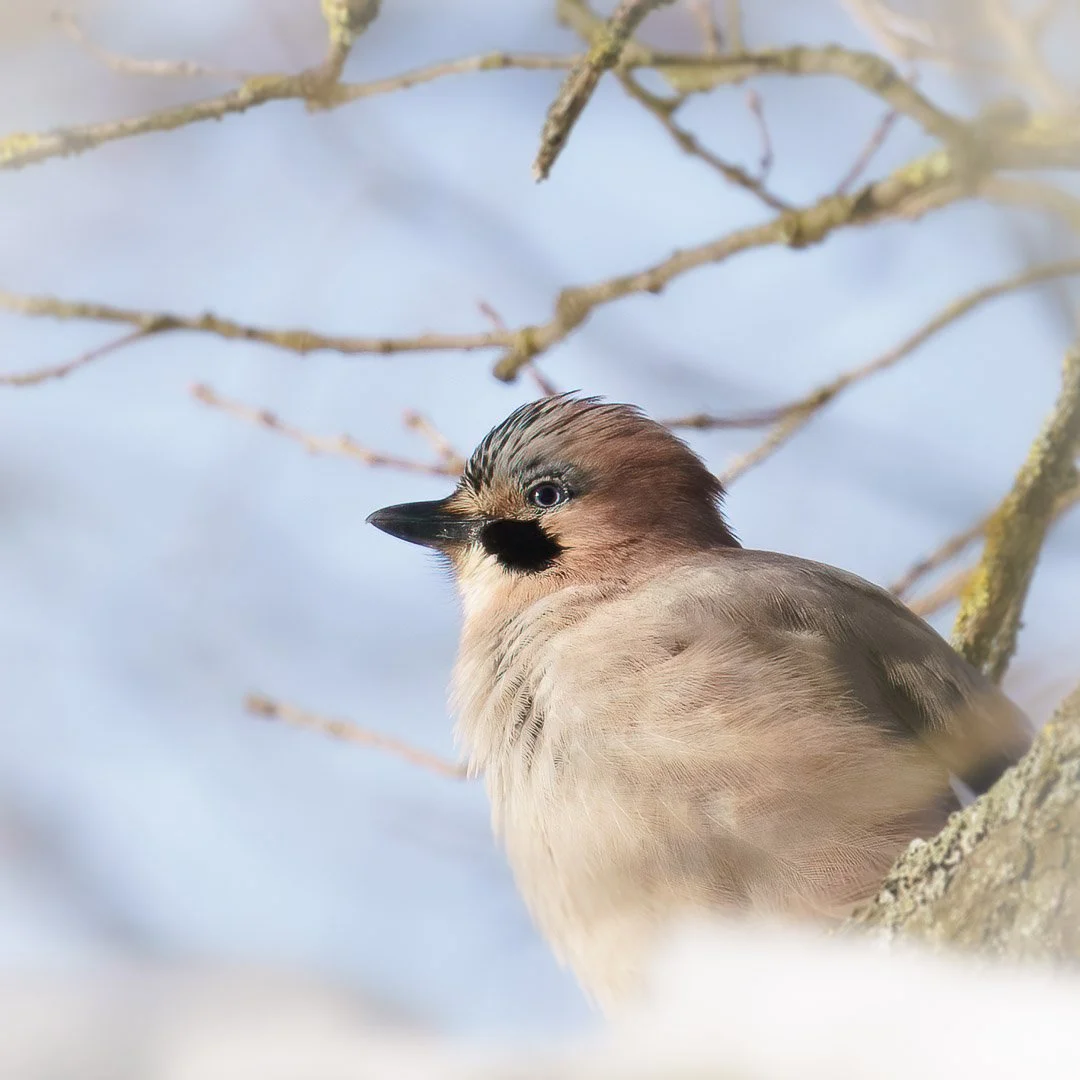 The Eurasian Jay (Garrulus glandarius) is perched on a tree branch with brown plumage and a dark eye area against a blue sky