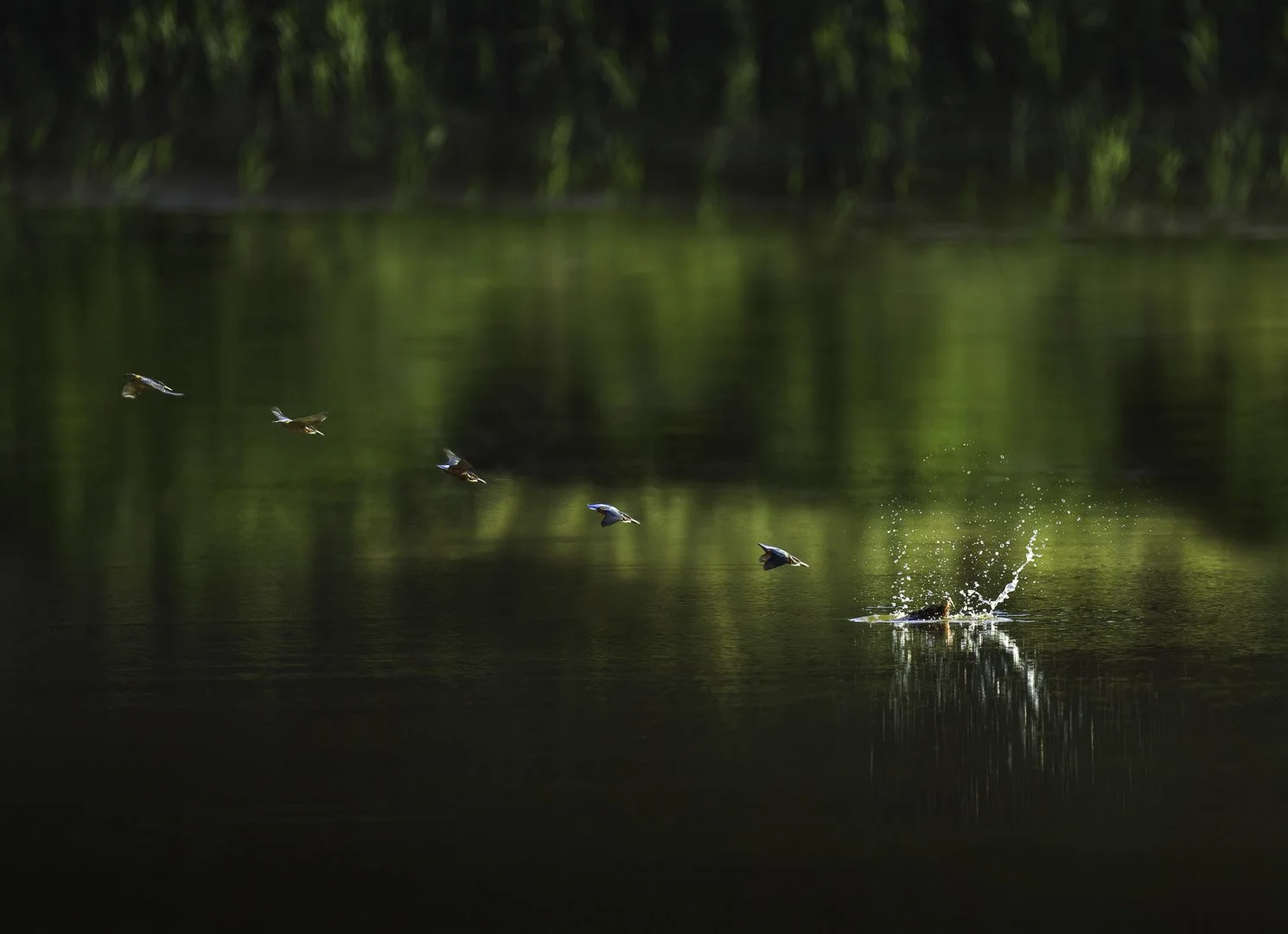 Kingfisher by the lake captured with Continuous Autofocus and Burst Mode
