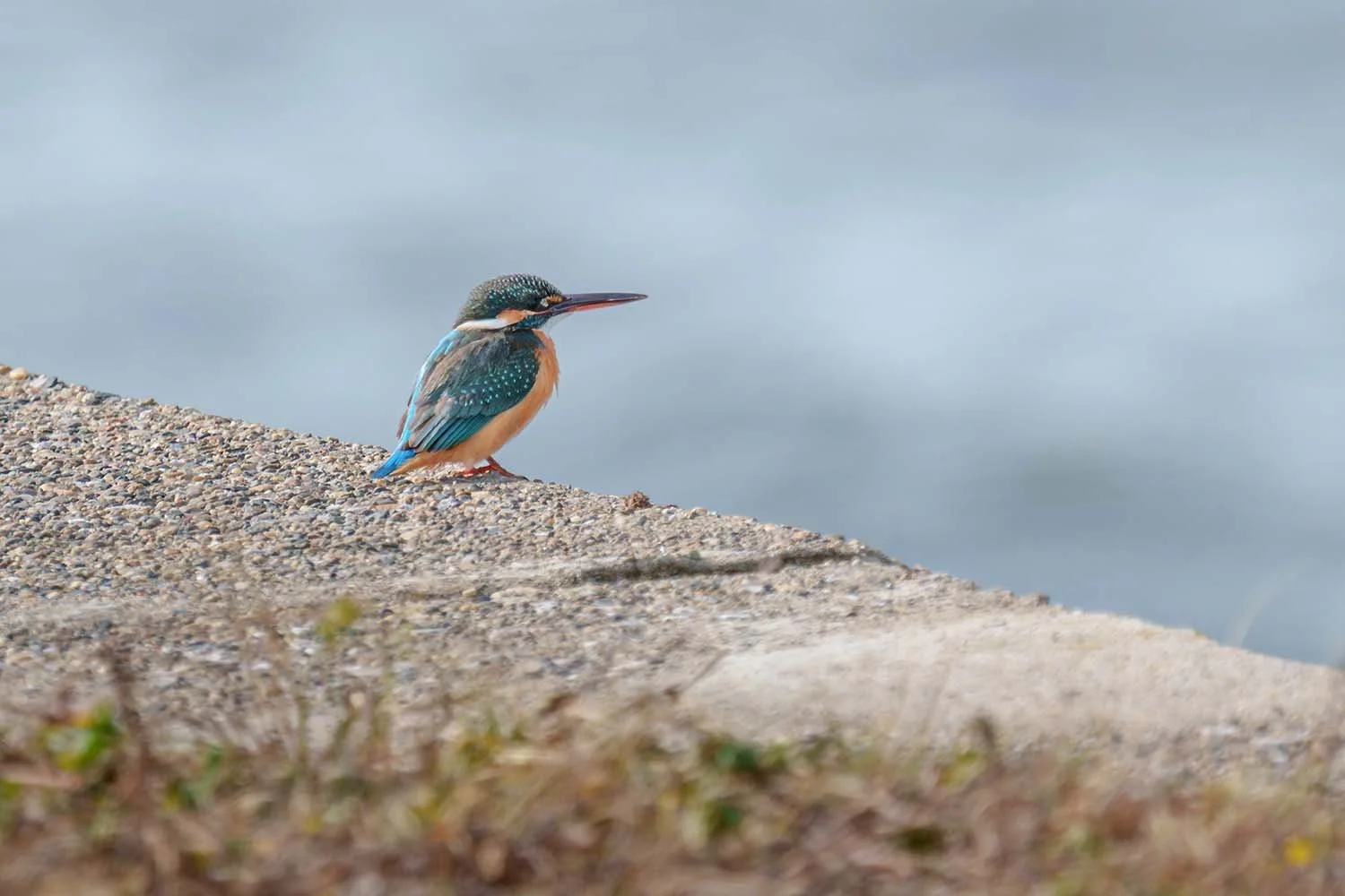 Female kingfisher (Alcedo atthis) resting in winter on a gravelly embankment in front of blurred blue-grey water