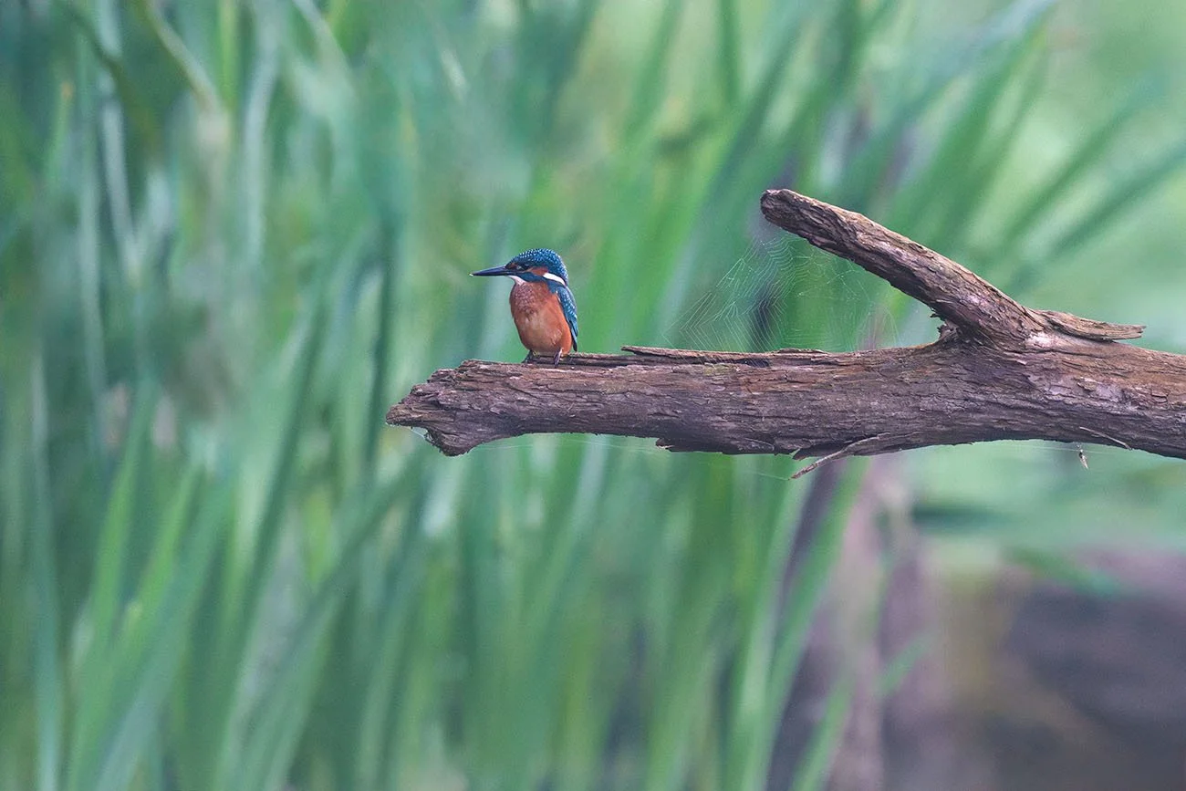 Martin-pêcheur d'Europe (Alcedo atthis) sur une branche morte avec toile d'araignée dans la fourche, roseaux verts en fond
