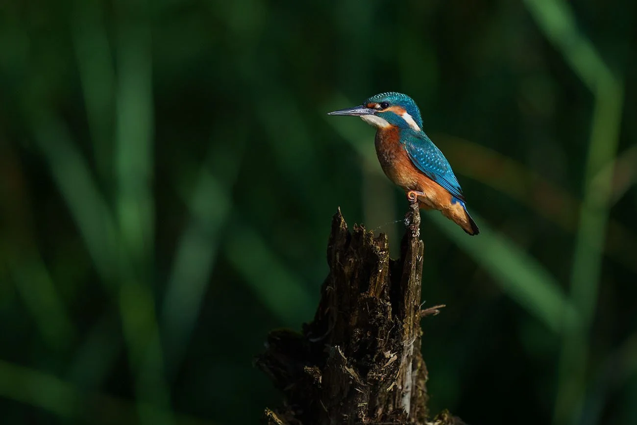 Martin-pêcheur d'Europe mâle (Alcedo atthis) dans un rai de lumière sur une souche éclatée, fond vert sombre, photo à 400 mm