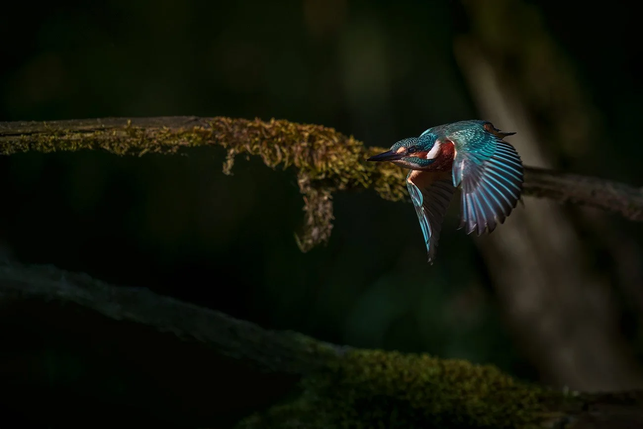 Martin-pêcheur d'Europe (Alcedo atthis) s'envolant d'une branche moussue ailes déployées, tache de lumière dans un bois sombre