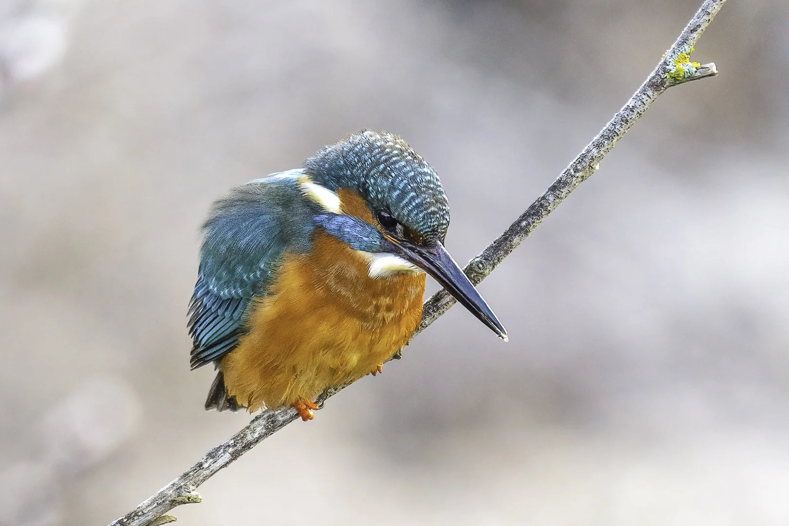 Aufgeplusterter Eisvogel (Alcedo atthis) auf schrägem Zweig mit Flechten in Nürnberg, Wassertropfen an der Schnabelspitze
