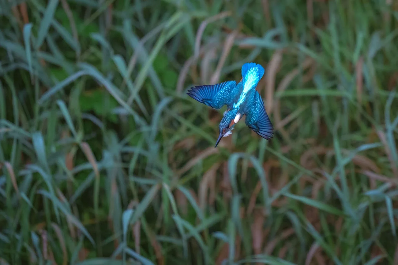 Martin-pêcheur d'Europe (Alcedo atthis) en piqué vertical, bec vers le bas, devant un fond flou de roseaux
