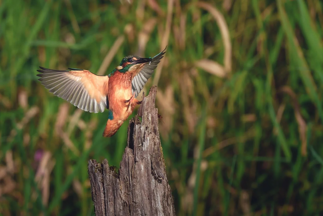 Martin-pêcheur d'Europe (Alcedo atthis) atterrissant ailes freinées et pattes tendues sur une souche vermoulue, fond vert