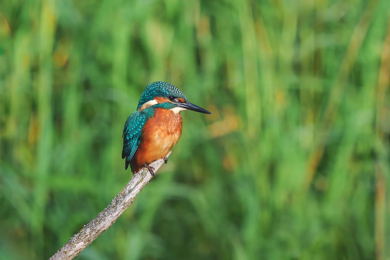 Martín pescador común (Alcedo atthis) con la luz de la mañana sobre una rama desnuda ante un carrizal verde, toma con mucho detalle y poco ruido