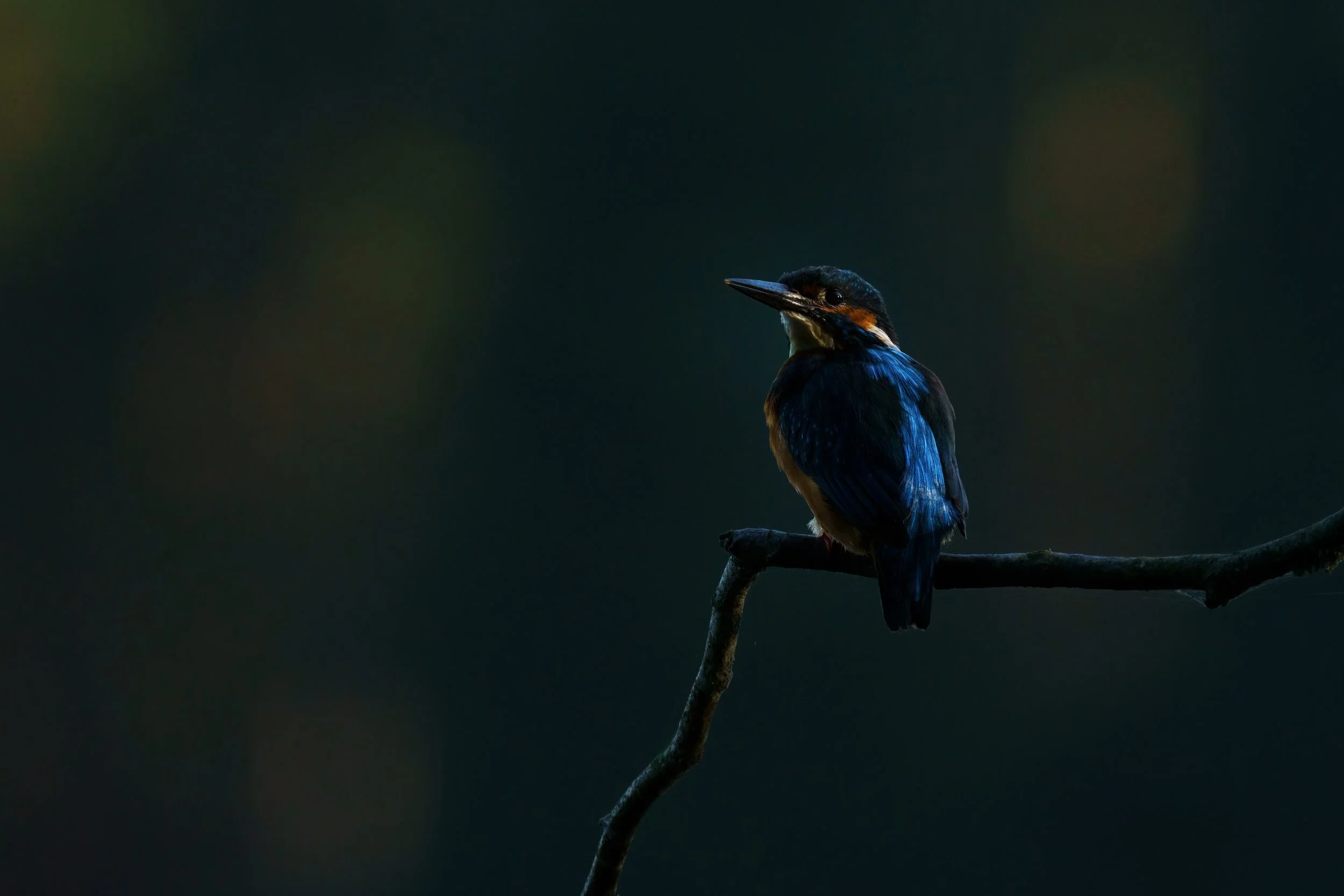 Kingfisher at sunrise in Bavaria at a natural body of water in warm morning light