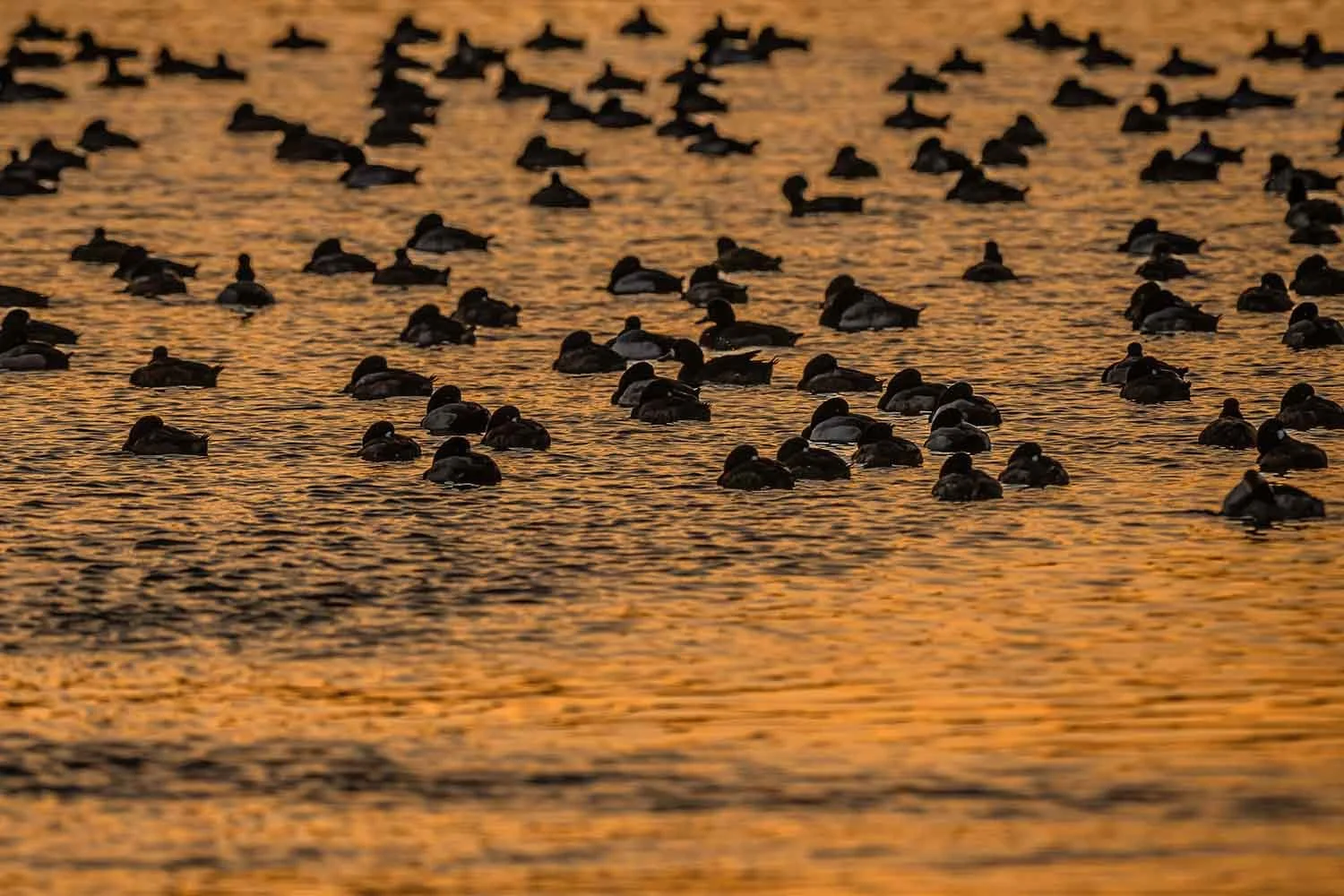 Nombreux canards en silhouettes sombres sur une eau aux reflets orange dans la lumière du soir