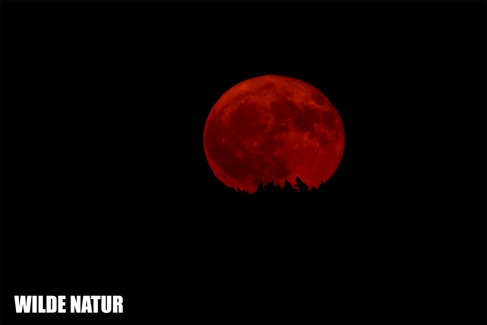 Deep red Erdbeermond rises above dark fir silhouettes, painting a dramatic scene on the crisp, starless night sky