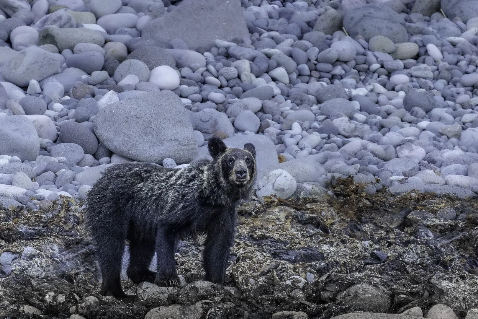 Ezo brown bear in Hokkaido in a natural landscape with an alert gaze