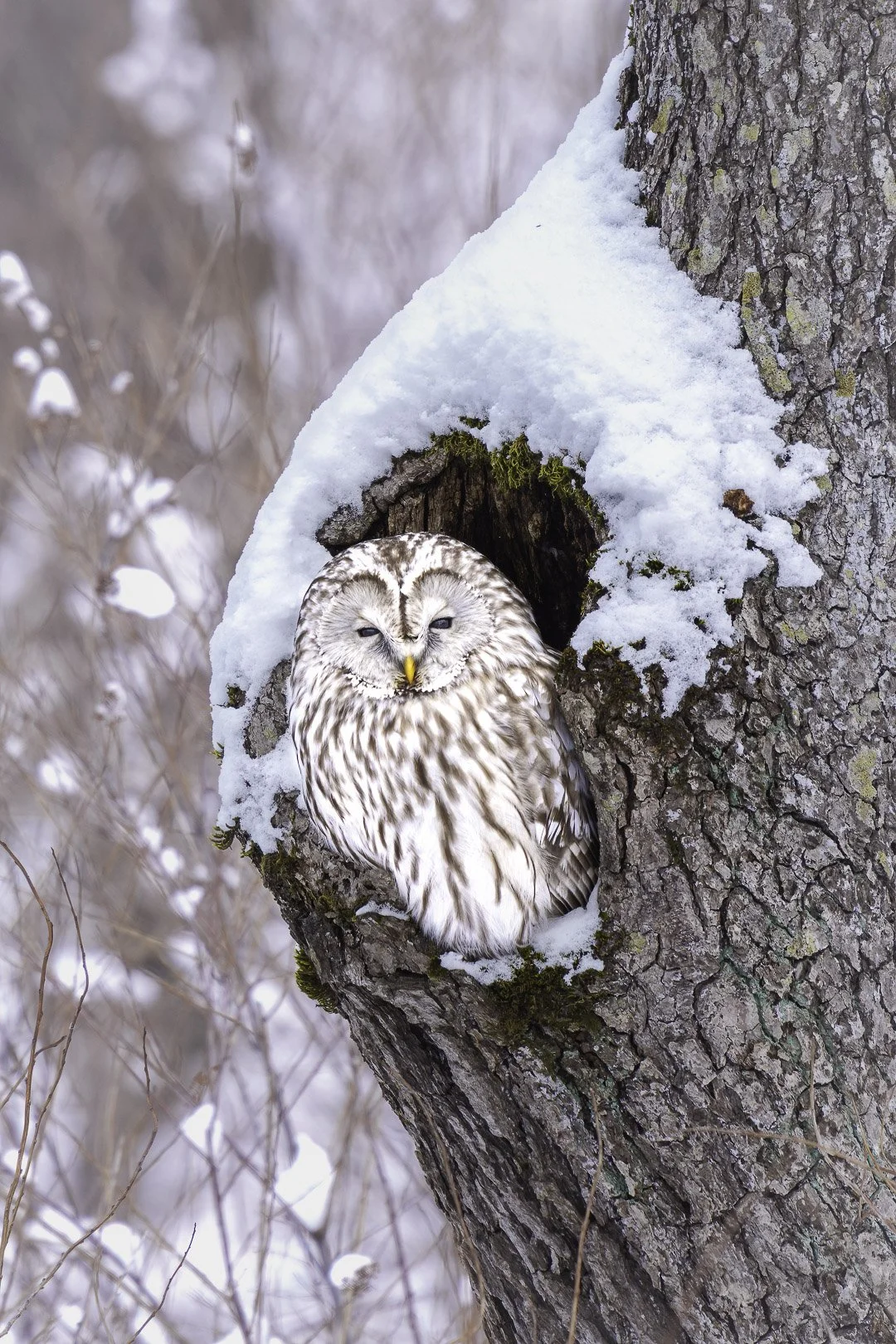 Chouette de l’Oural (Strix uralensis japonica) dormant dans une cavité d’arbre enneigée, à Hokkaido