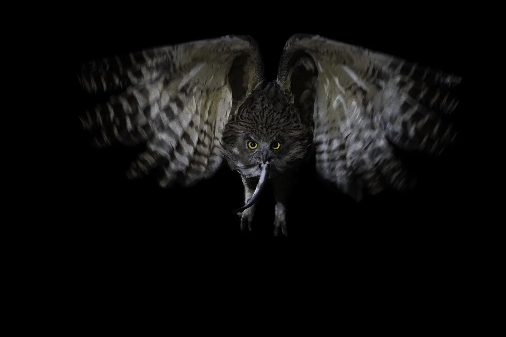 Un búho manchú (Bubo blakistoni) se acerca de frente volando de noche con un pez en el pico