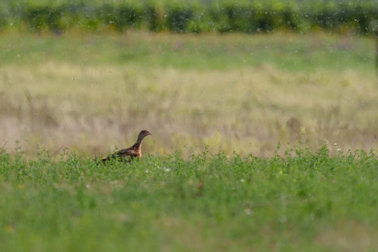 Fasan (Phasianus colchicus) duckt sich in eine Wiese am Neusiedler See, nur Kopf und Hals ragen aus dem Grün, Insekten flirren in der Luft.