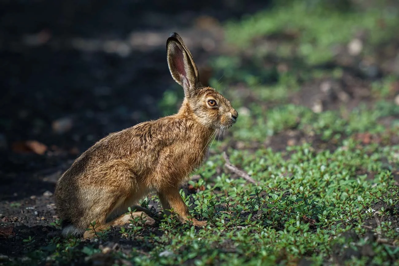 Feldhase (Lepus europaeus) sitzt im Profil auf dunkler Erde zwischen niedrigen Pflanzen am Neusiedler See, das Fell von der Sonne beleuchtet.