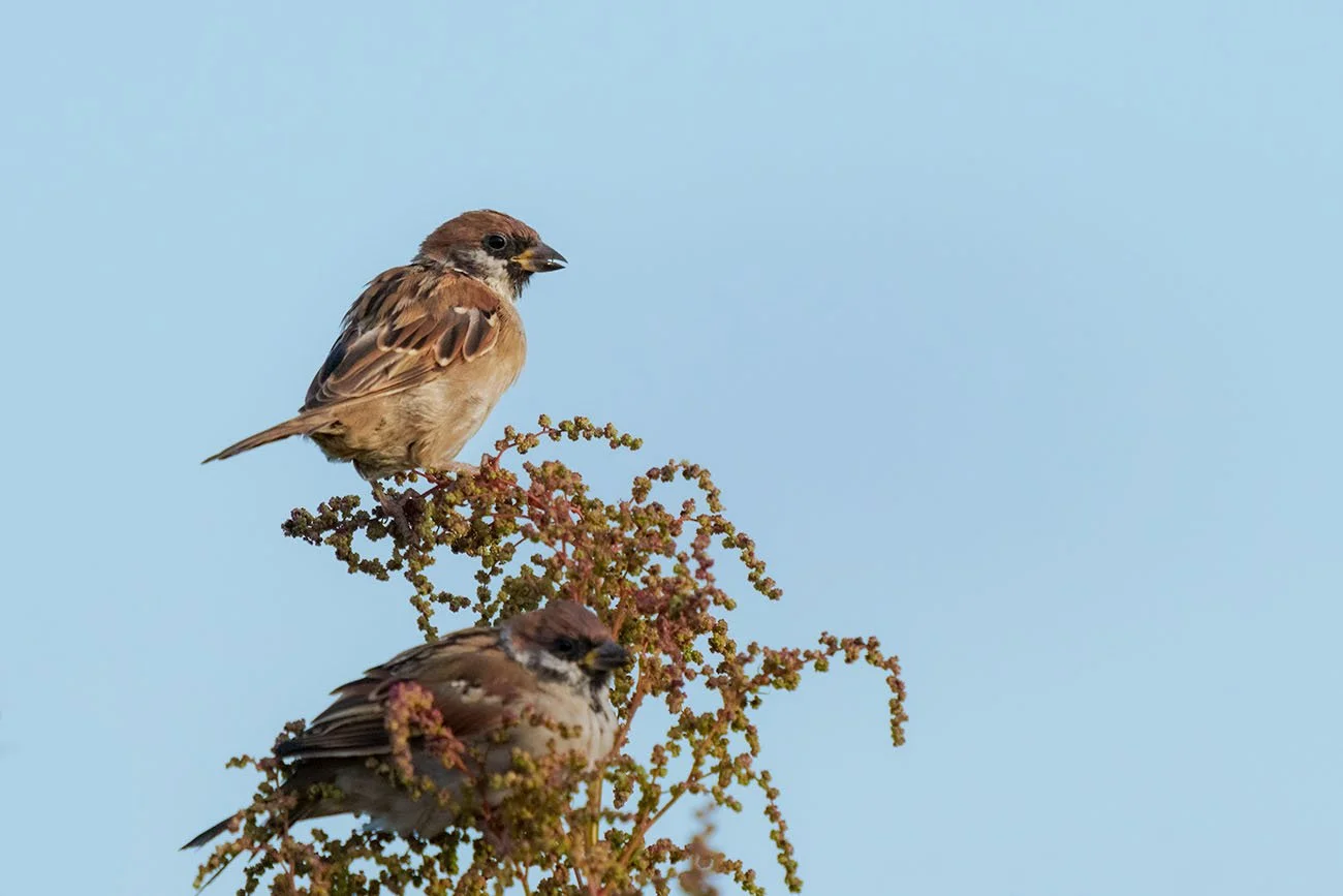 Zwei Feldsperlinge (Passer montanus) sitzen auf einem rötlichen Samenstand vor blassblauem Himmel am Neusiedler See.