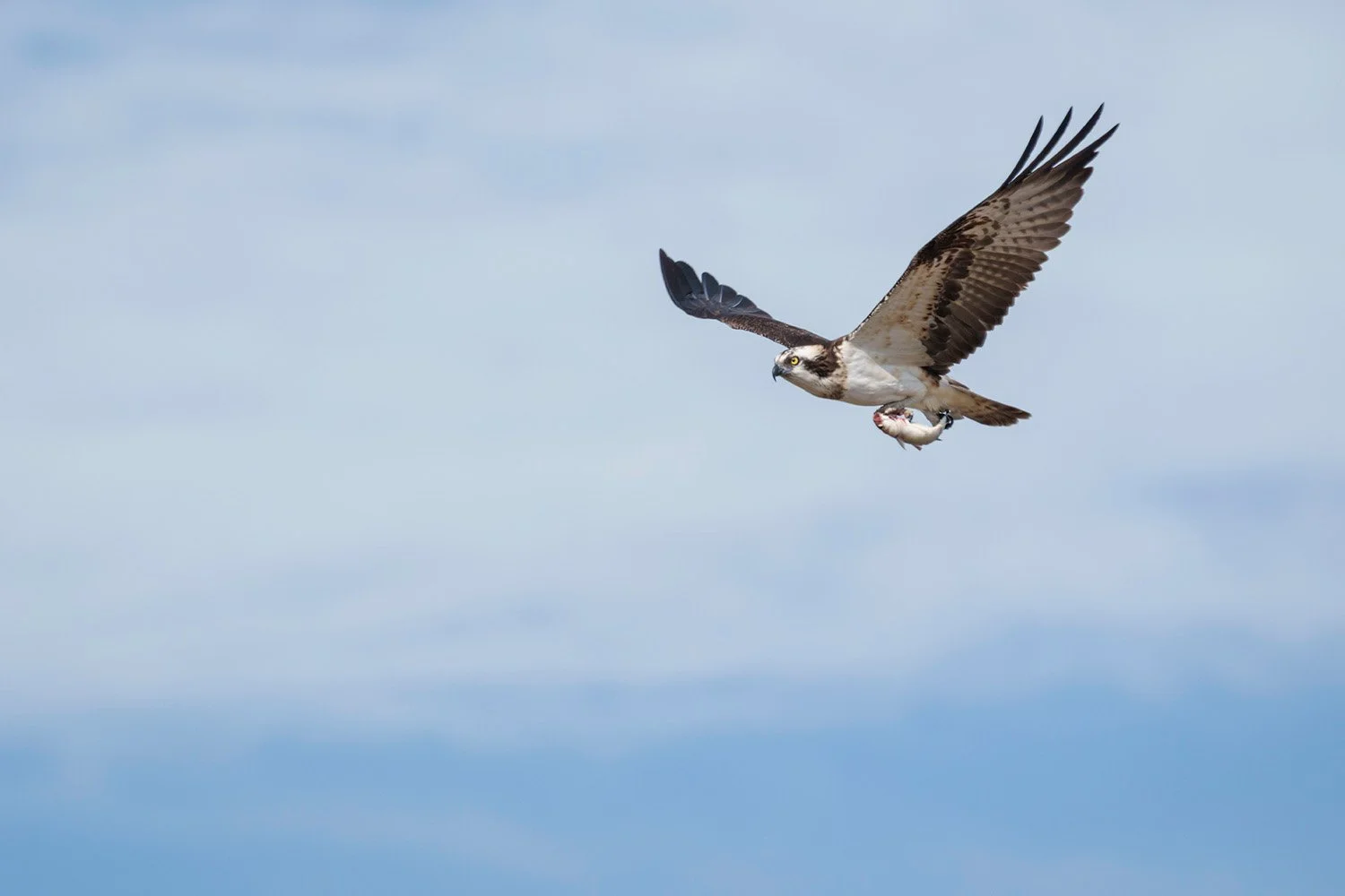 Osprey (Pandion haliaetus) flying with raised wings and a fish in its talons against a lightly clouded blue sky.