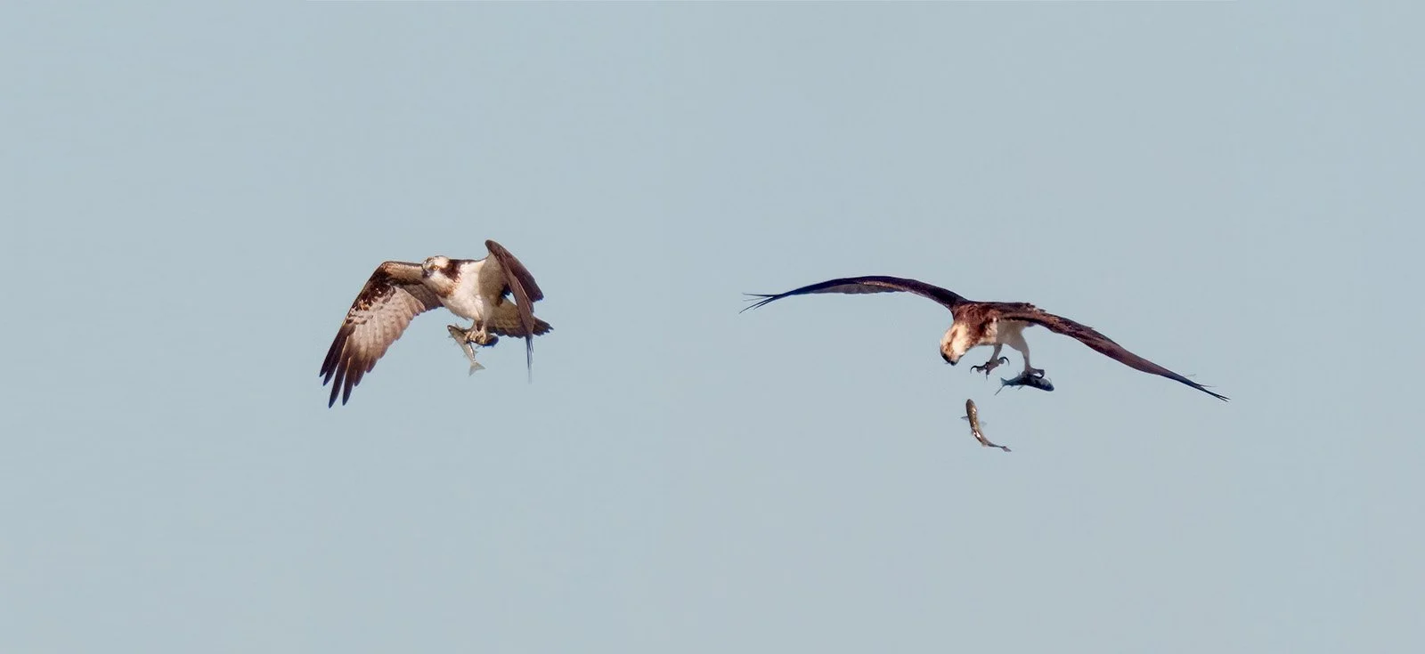 Deux balbuzards pêcheurs (Pandion haliaetus) en vol, l'un lâche deux petits poissons, l'autre tient fermement sa proie.