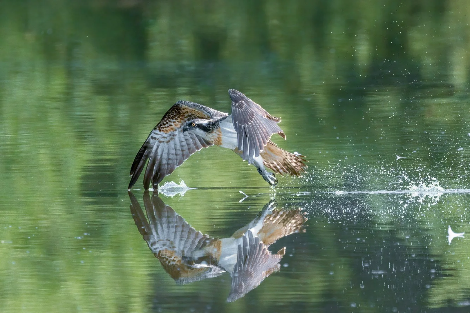 Un águila pescadora (Pandion haliaetus) alza el vuelo desde un agua que refleja el verde, con las gotas y el reflejo congelados con nitidez.