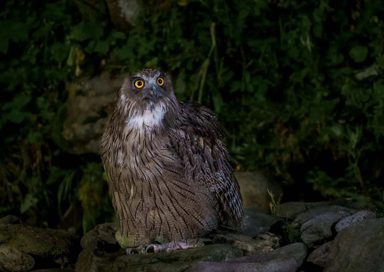Blakiston's fish owl (Bubo blakistoni) sitting at night on river stones, orange eyes glowing against dark vegetation.