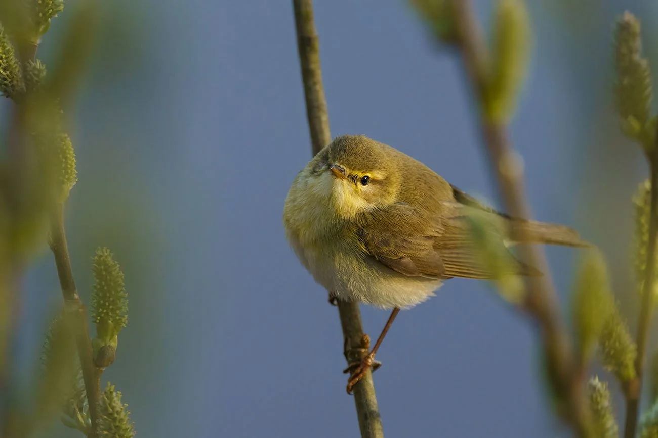 Close-up of a Willow Warbler (Phylloscopus trochilus) with yellowish-brown plumage, perched on a twig against a blue background