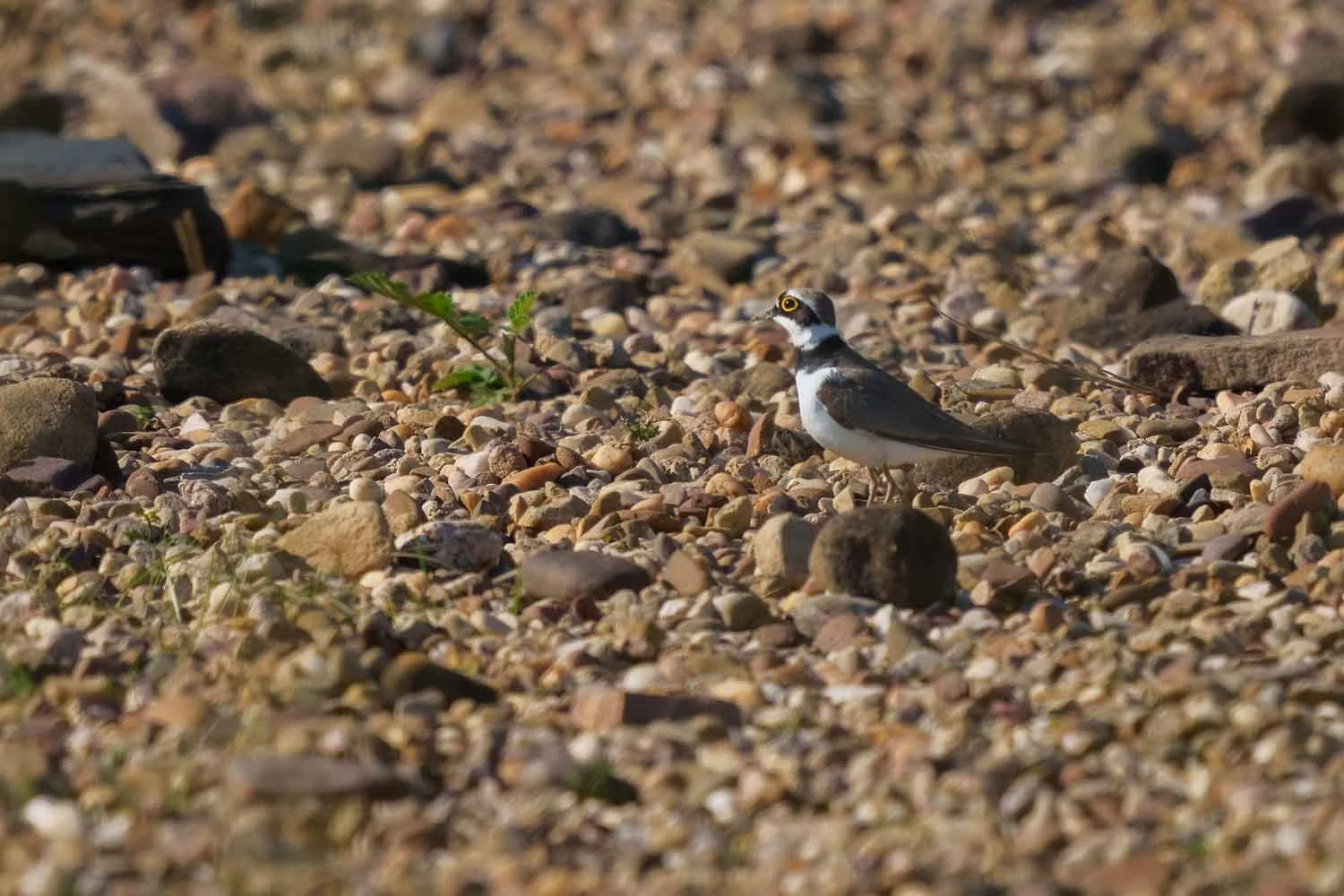 Corriere piccolo (Charadrius dubius) di profilo su una superficie di ghiaia al sole, accanto un singolo germoglio verde.