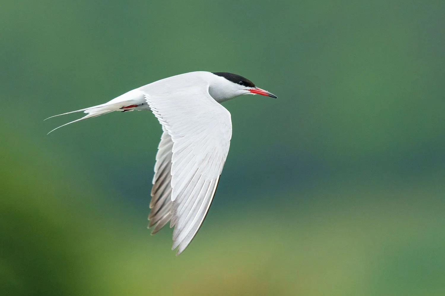 Sterna comune (Sterna hirundo) di profilo in volo, ali in battuta discendente, becco rosso con la punta nera, sfondo verde.