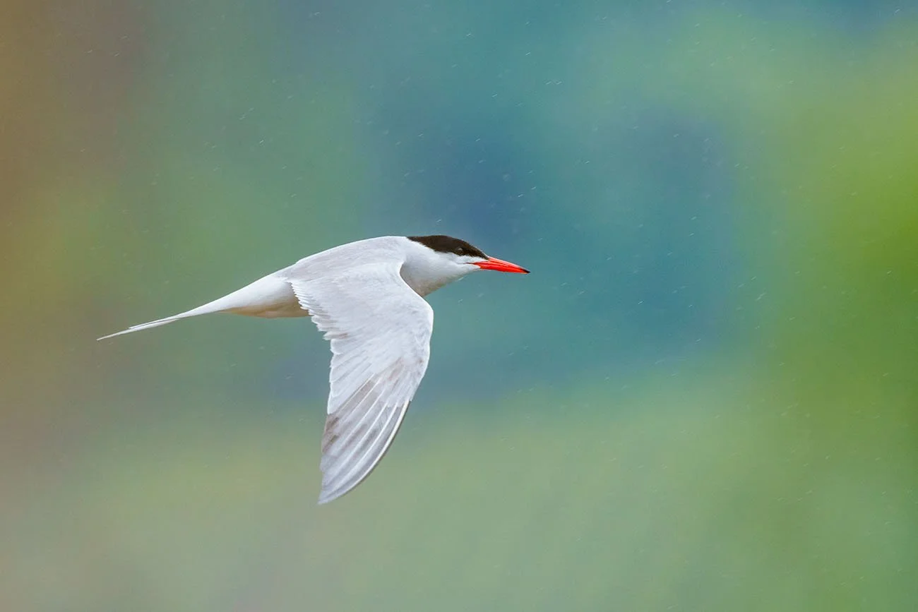 A Common Tern (Sterna hirundo) photographed through bushes, partially obscured by foliage