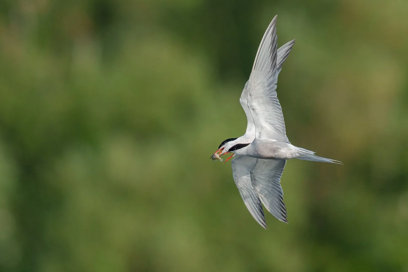 A Common Tern in flight with a small fish in its beak, pursued by another tern trying to steal the catch, against a blurred green background