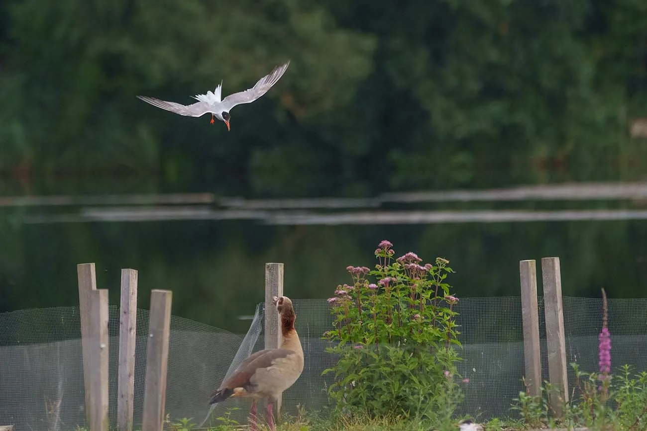 Common Terns aggressively defending their breeding islands by dive-bombing a pair of Egyptian Geese intruders