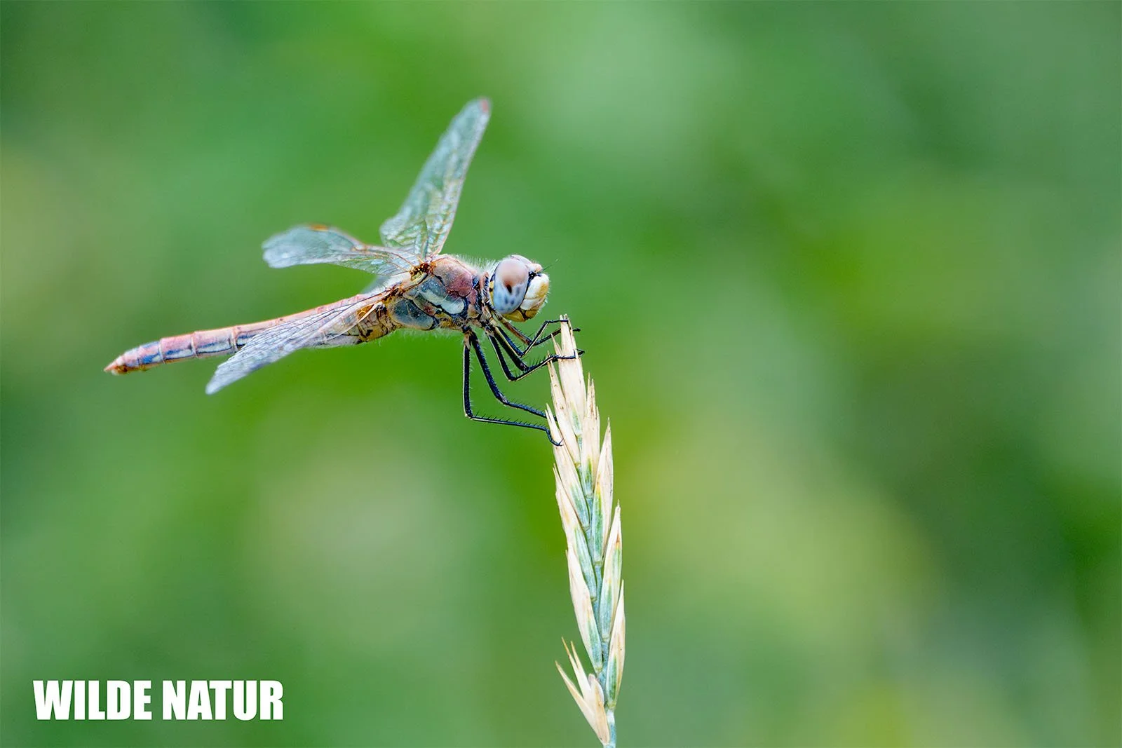 Cardinale venerosse (Sympetrum fonscolombii) posato di lato su una spiga d'erba davanti a uno sfondo verde