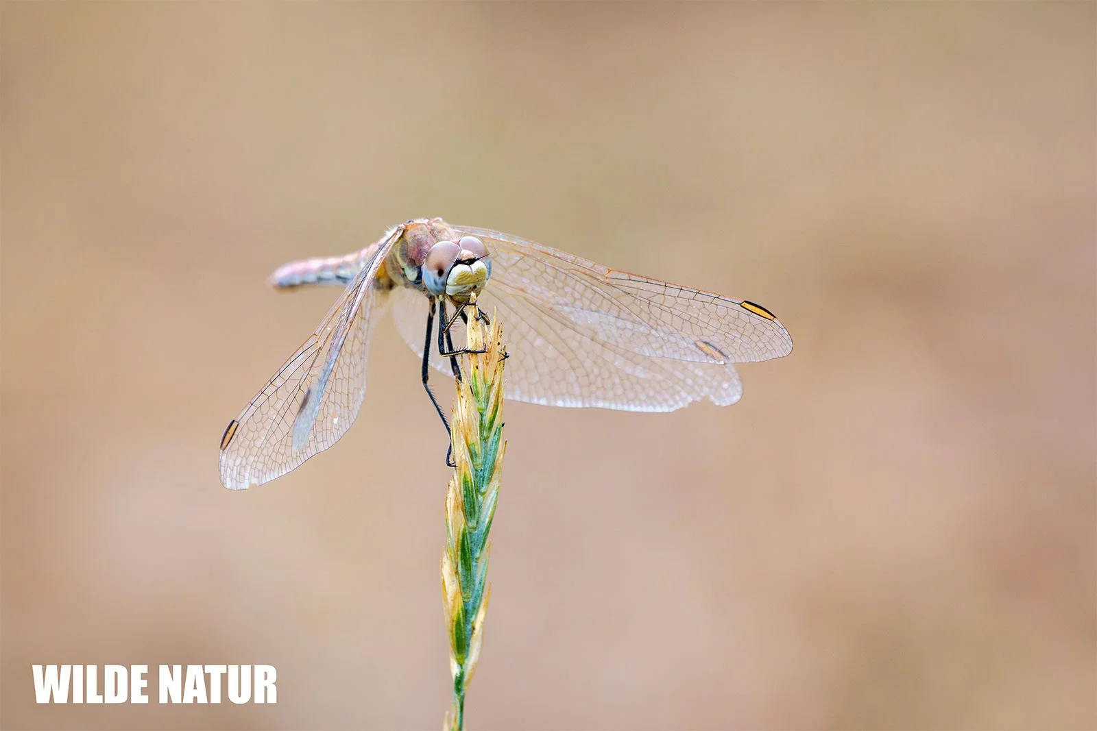 Cardinale venerosse (Sympetrum fonscolombii) con le ali aperte su una spiga d'erba davanti a uno sfondo color sabbia