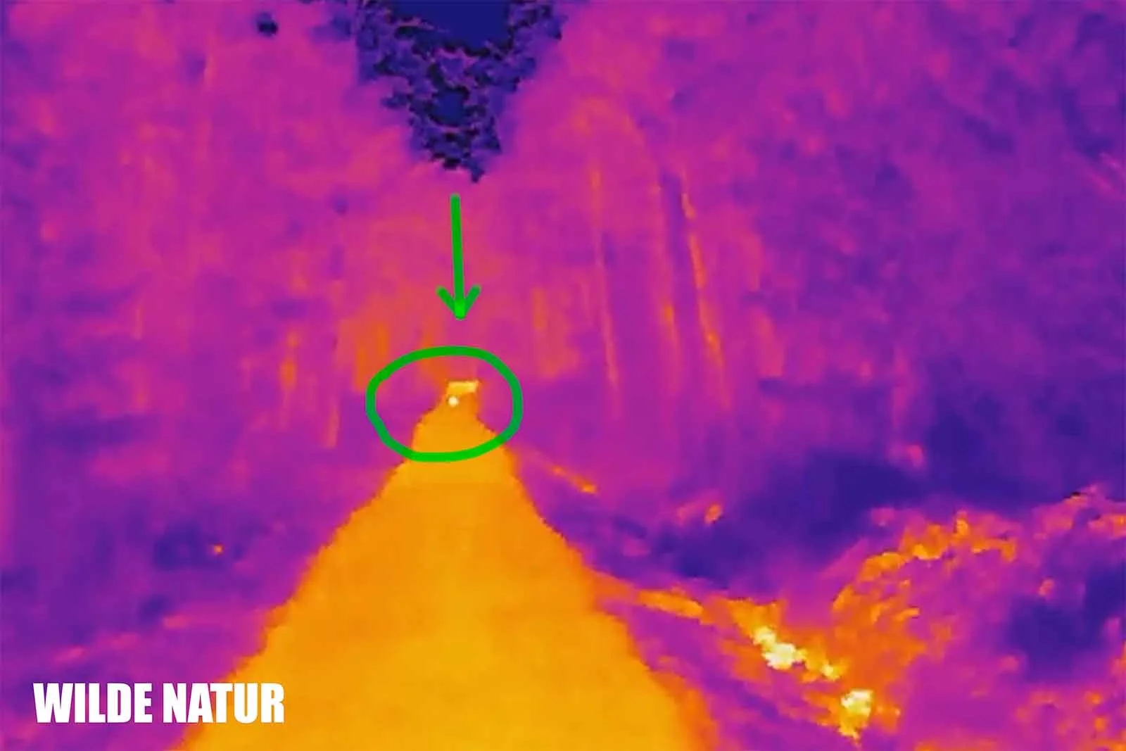 Fusion thermal view: a fox appears as a bright spot on a forest path, highlighted with a green marker.