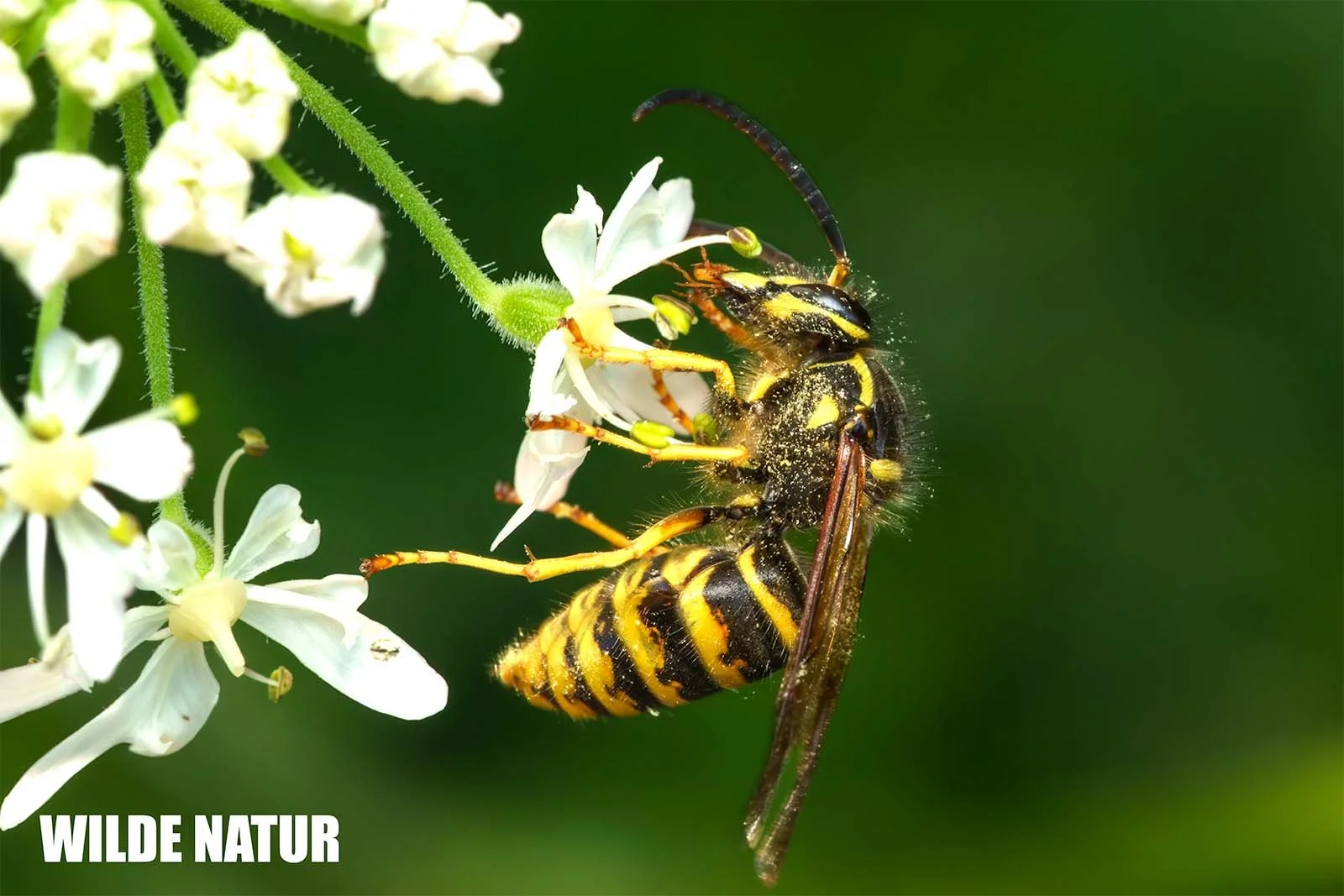 Vespa nera e gialla (Vespidae) a testa in giù su fiori bianchi a ombrella davanti a uno sfondo verde