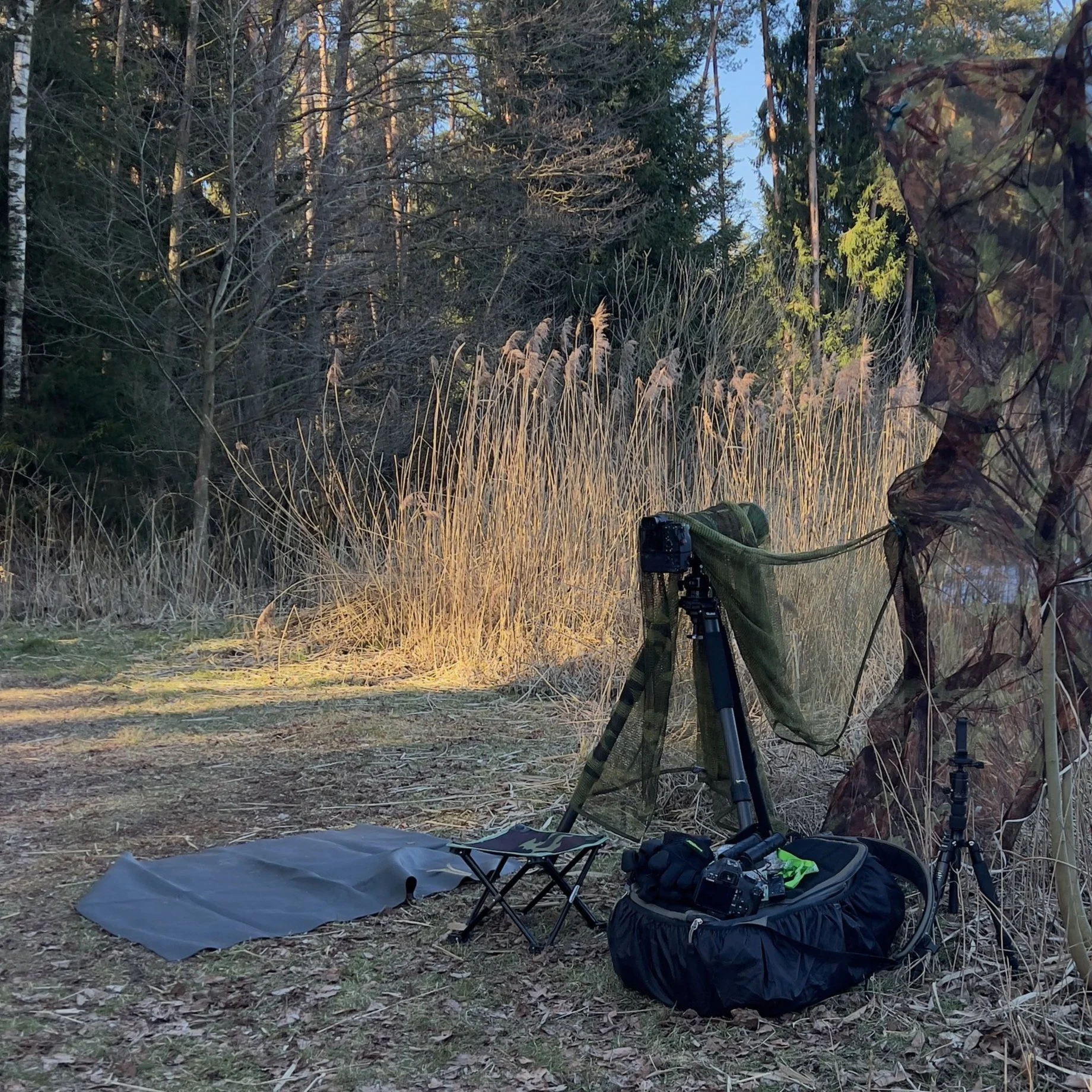Camouflaged Hide, Sony Camera, Rollei Tripod, and Camouflage Net