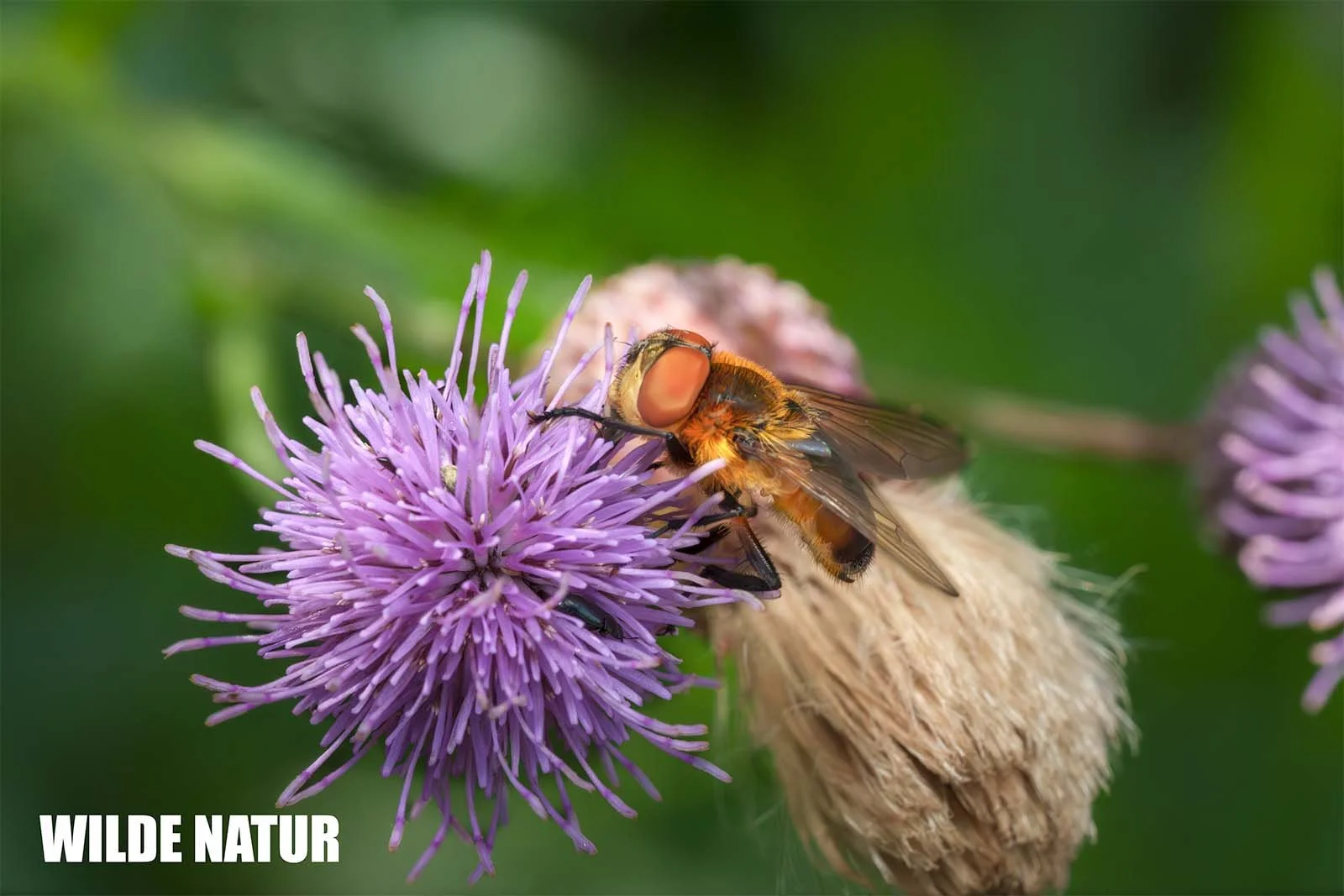 Tachinide (Tachinidae) con torace dorato e occhi rossi su un fiore viola di cardo