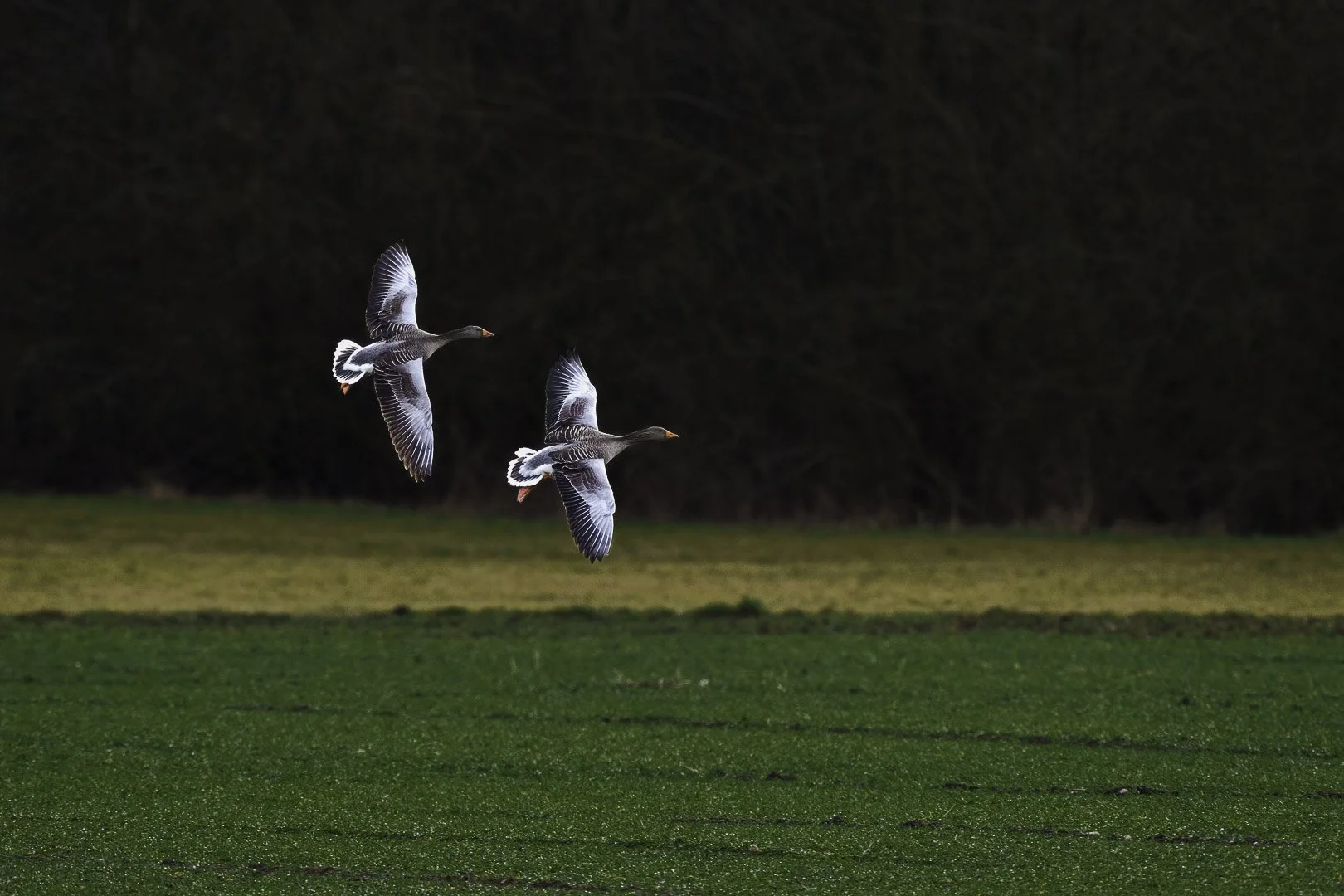 Gray Goose (Anser anser). Photo taken in the Bavarian Upper Palatinate
