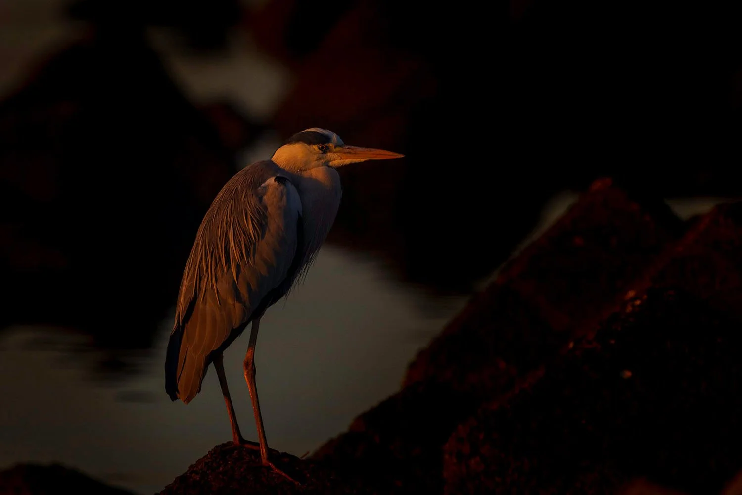 Héron cendré (Ardea cinerea) debout sur des rochers sombres, éclairé par la dernière lumière chaude du soir, les alentours dans l'ombre.