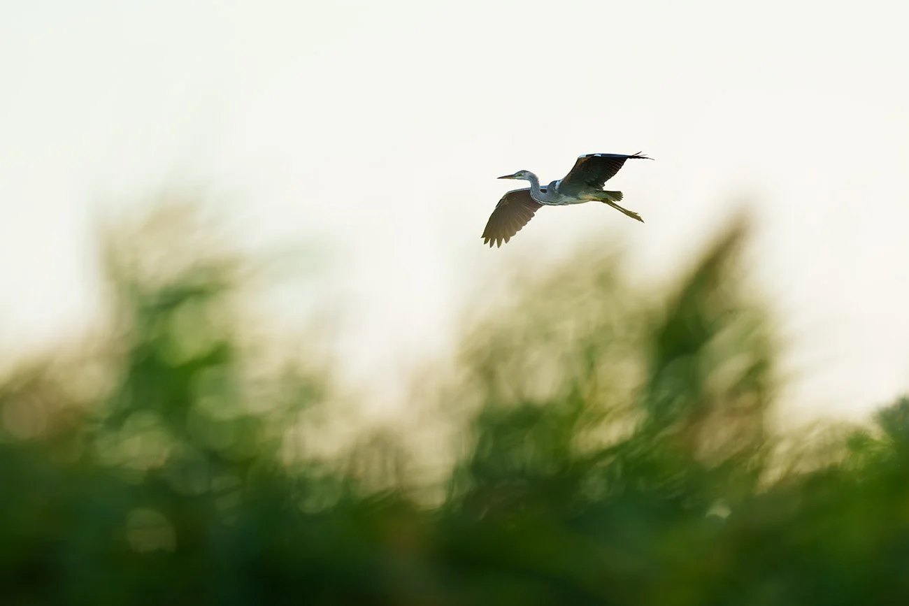 Graureiher (Ardea cinerea) fliegt vor hellem Himmel über grünes, unscharfes Schilf hinweg.