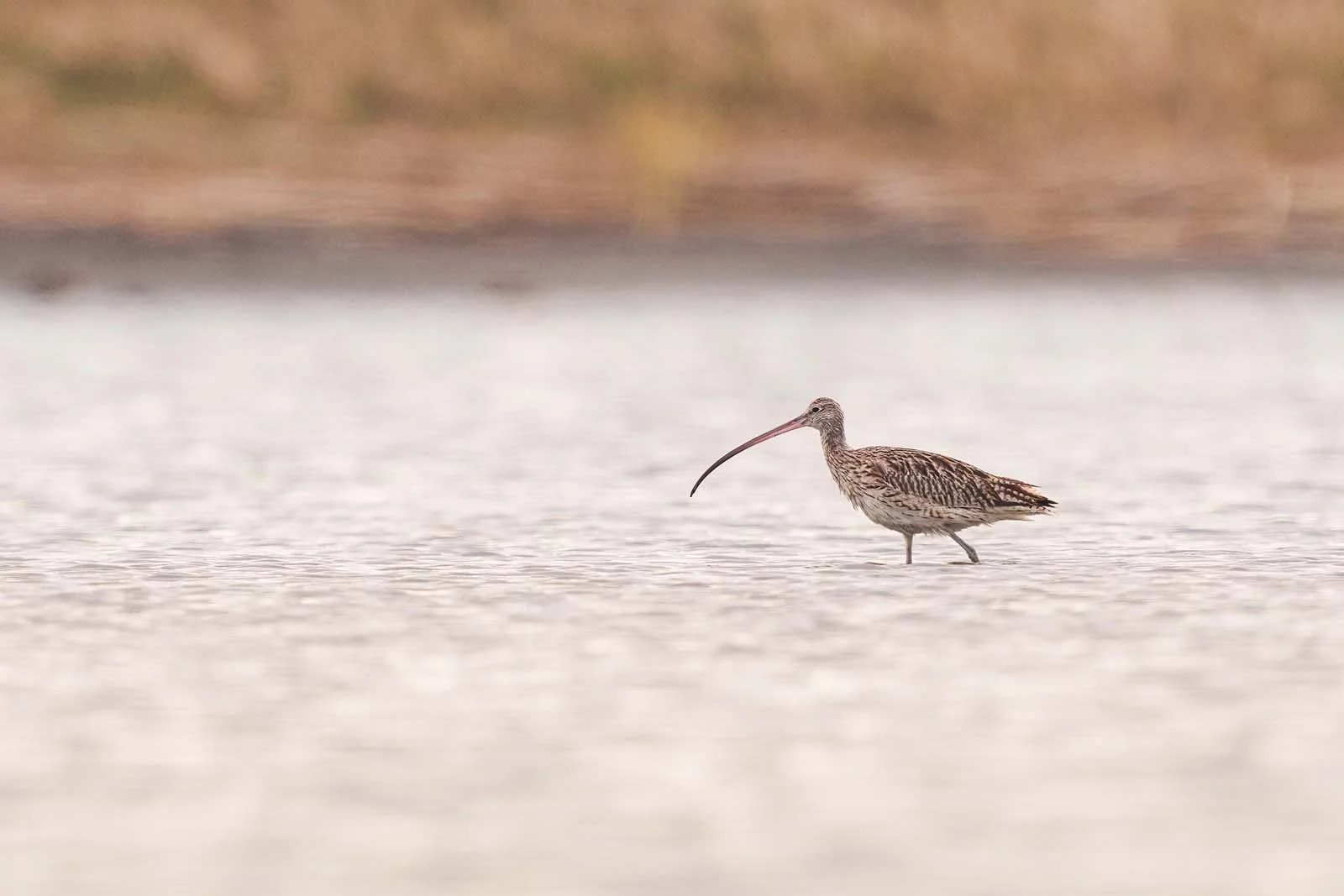 Eurasian Curlew (Numenius arquata) standing in shallow water with a long, curved bill and brown-beige plumage