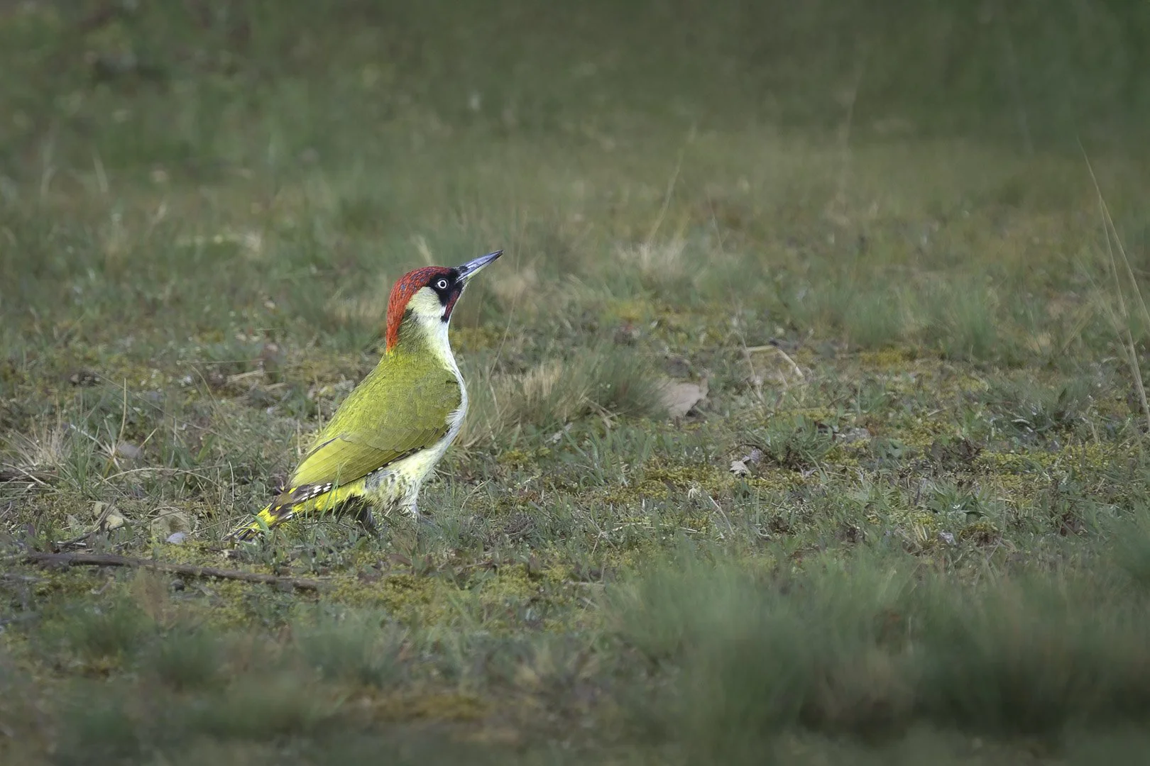European Green Woodpecker (Picus viridis) on a grassy meadow with bright green plumage, red crown, and black facial mask, nature photography