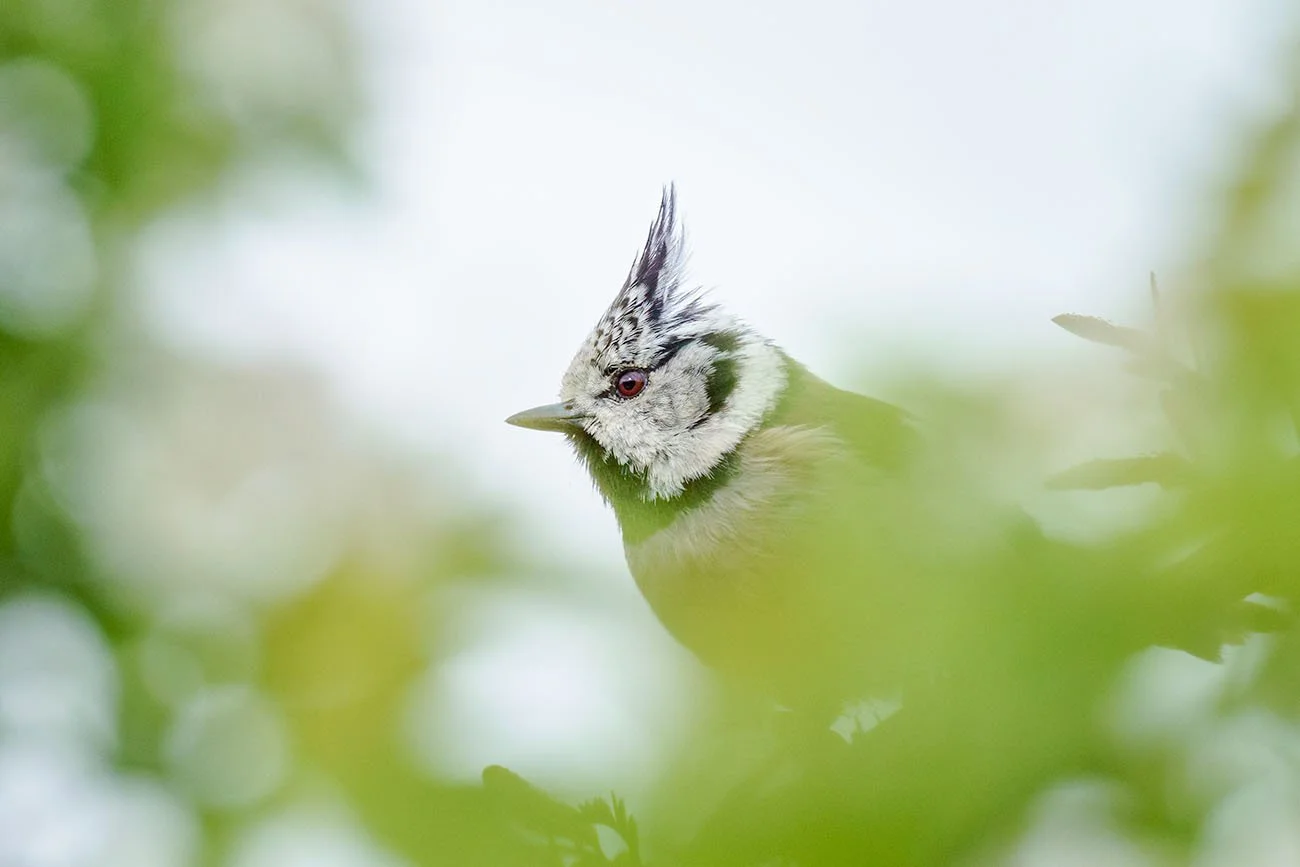 Crested Tit (Lophophanes cristatus) with distinctive crest and brown-grey plumage stands on forest floor with green vegetation