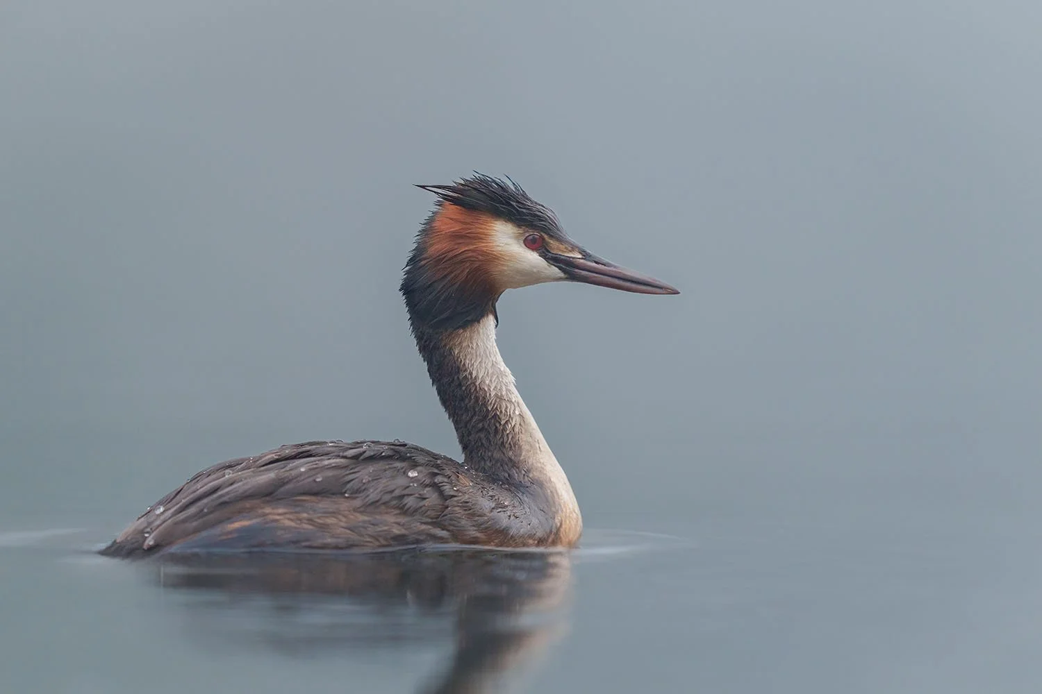 Somormujo lavanco (Podiceps cristatus) nadando con luz difusa y suave por un agua gris y en calma.