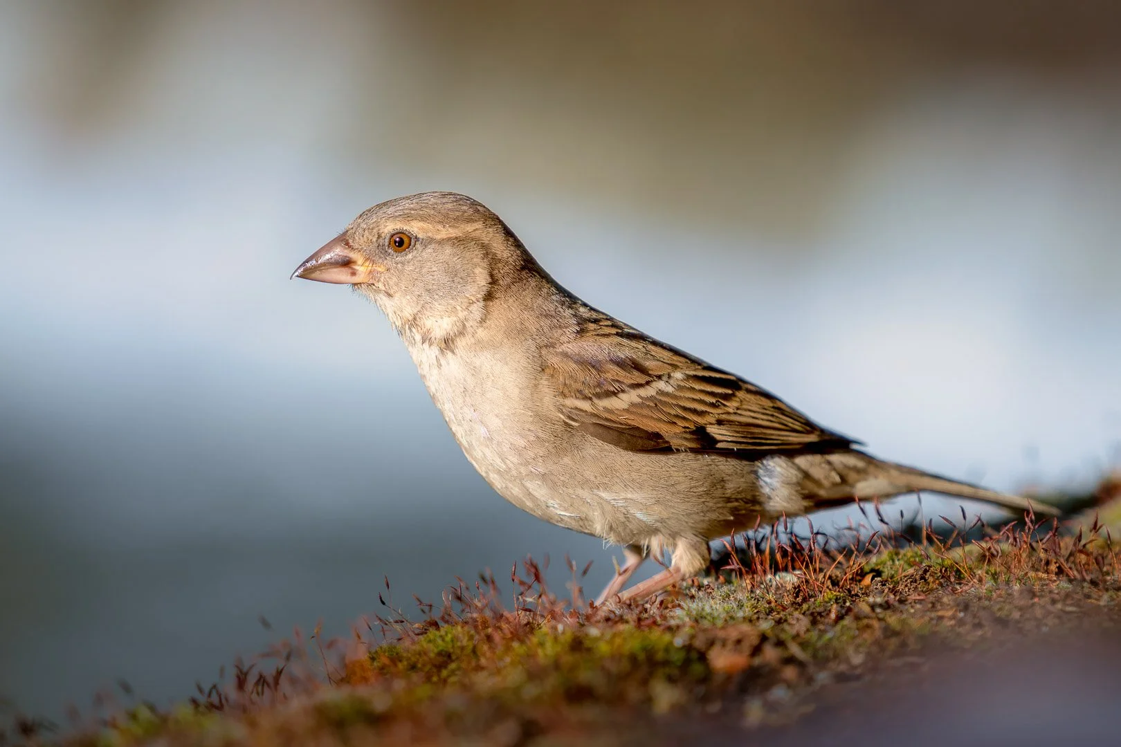 A female house sparrow is sitting on a moss-covered wall, looking towards the camera. The house sparrow is a common bird in settlements and cities and prefers to live close to humans.