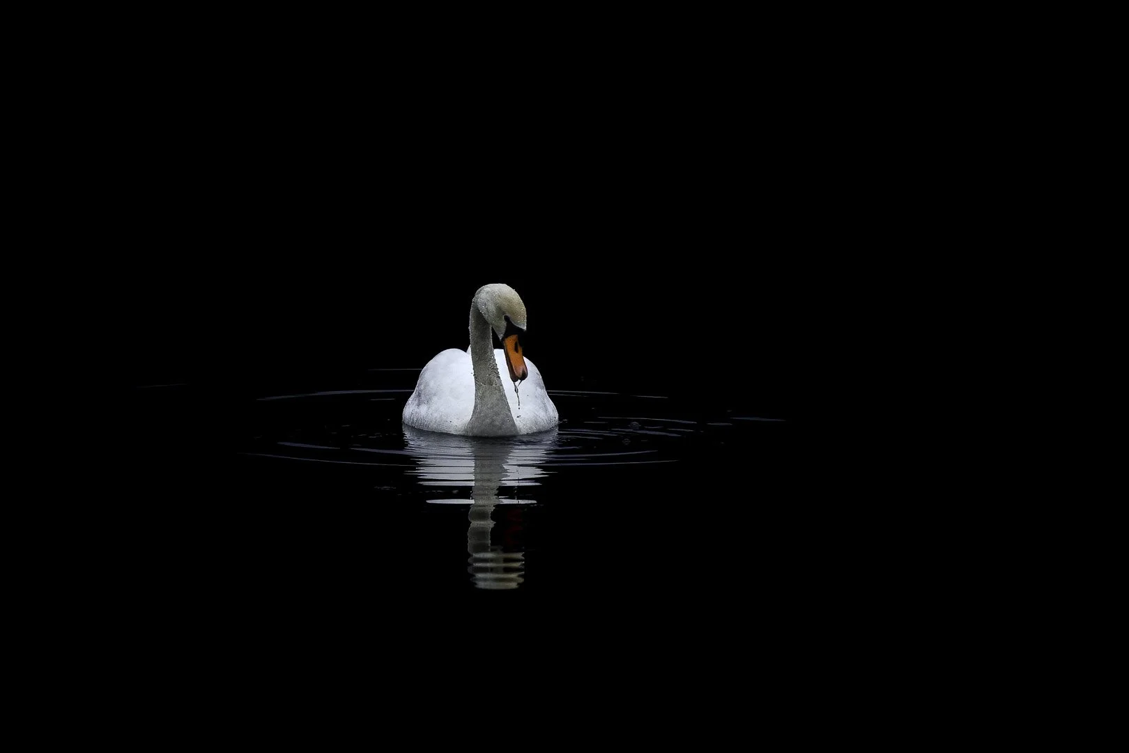 Mute Swan (Cygnus olor) - Taken in the Upper Palatinate, February 2023