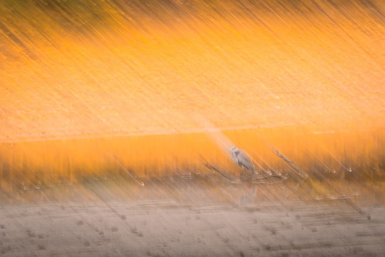 Impressionistic depiction of a grey heron against an abstract, orange-colored background.