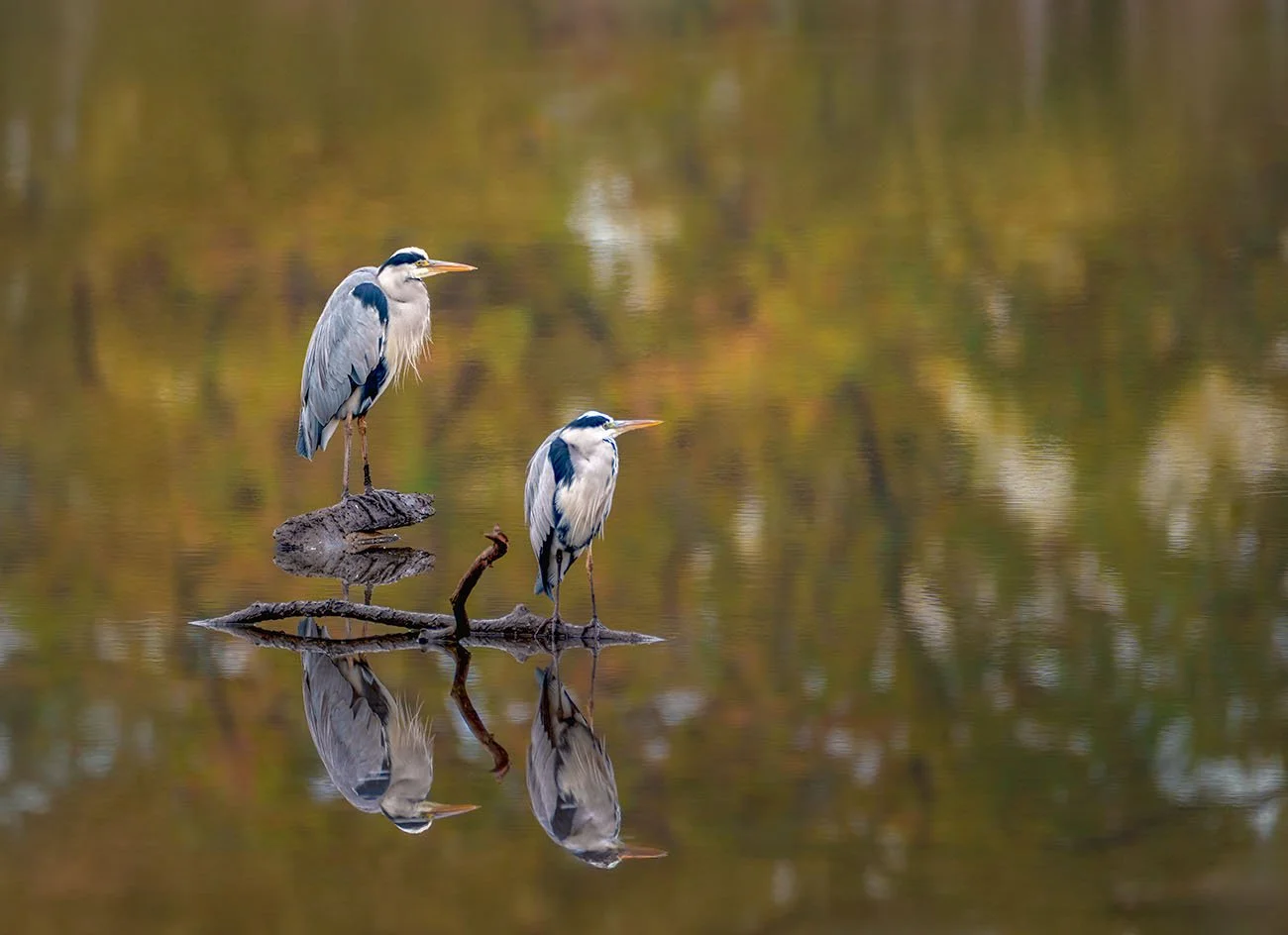 Two grey herons standing on a piece of wood in calm water, surrounded by autumn scenery in soft green and brown tones
