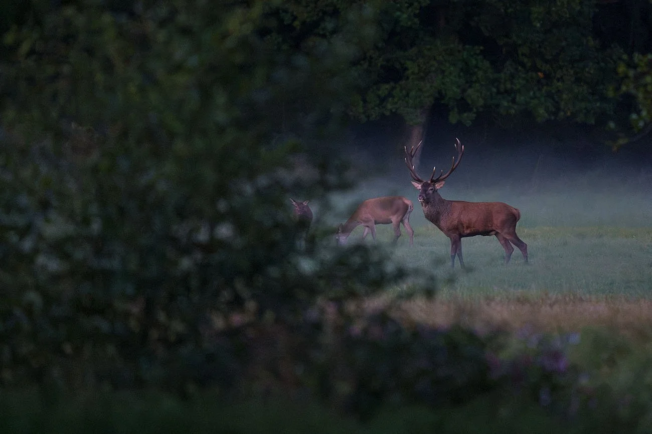 Red deer stag with large antlers in misty twilight on a meadow, surrounded by other deer and trees in the background