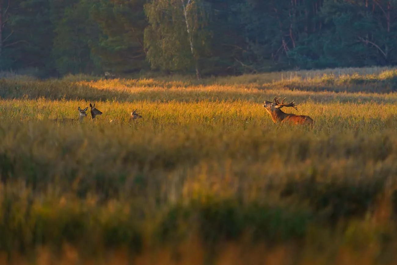 Red deer and hinds on a meadow at dawn, wildlife photography in Germany