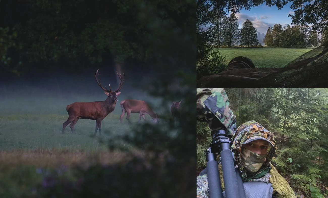 Red deer stag in a misty meadow during the rut, with a camouflaged photographer in Northern Bavaria.