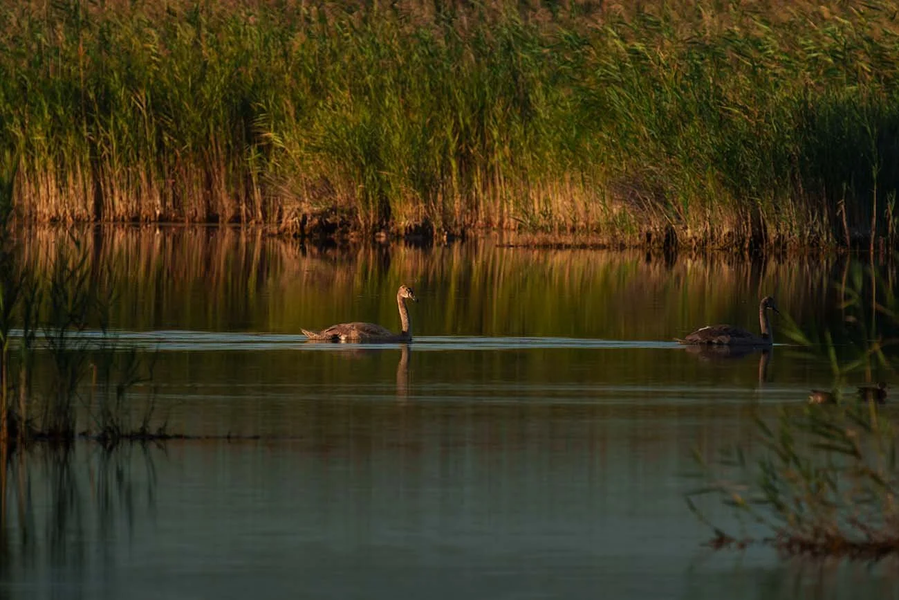 Zwei junge Höckerschwäne (Cygnus olor) im graubraunen Jugendkleid schwimmen im Abendlicht vor einem goldgrünen Schilfgürtel.